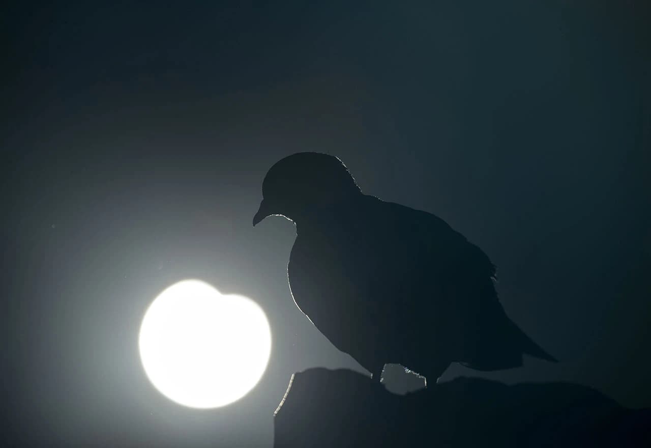 Djelimična pomrčina Sunc