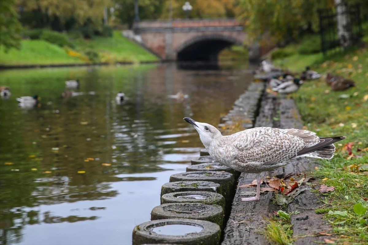 Prelijepa jesen u Rigi