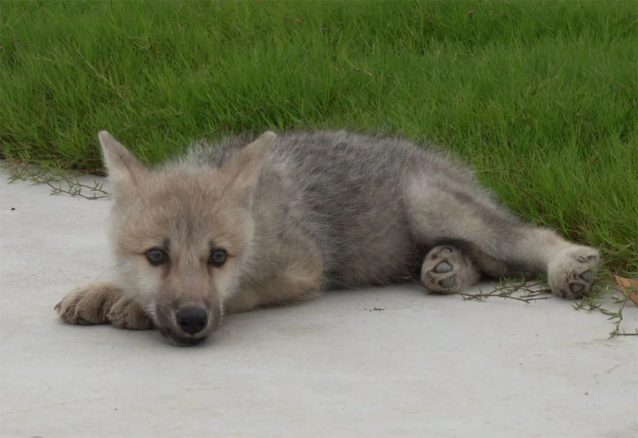 Maya - klonirana arktička vučica
