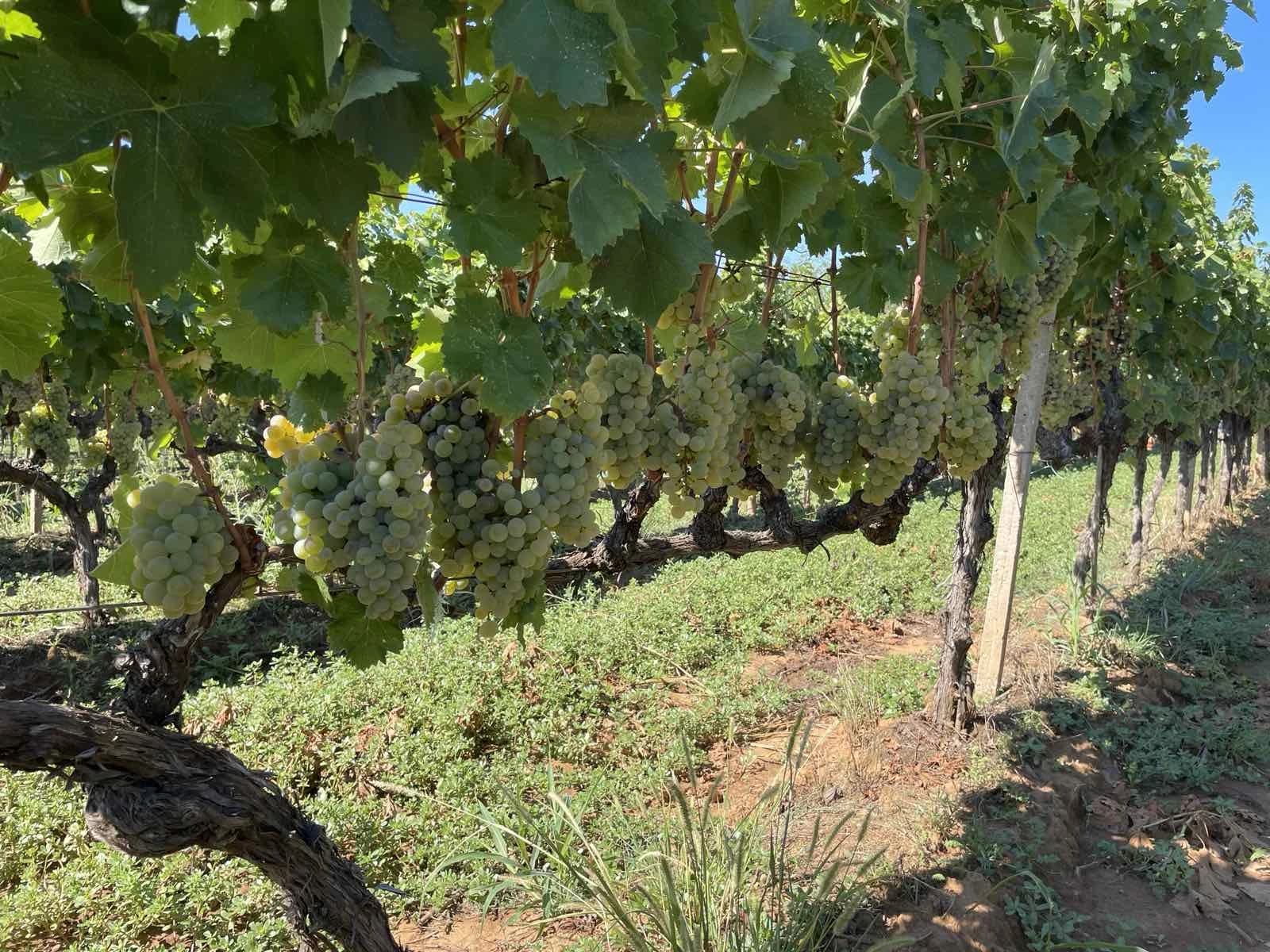 Agroherc d.o.o. Čapljina