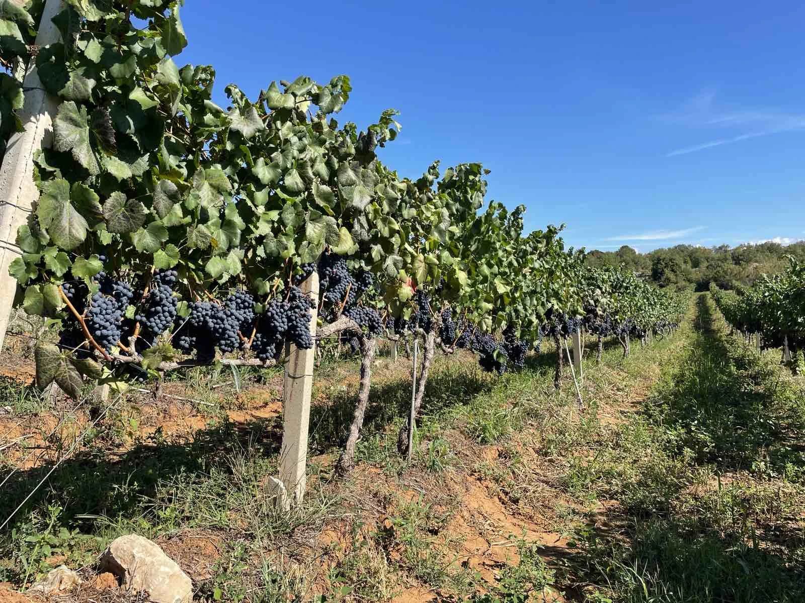 Agroherc d.o.o. Čapljina