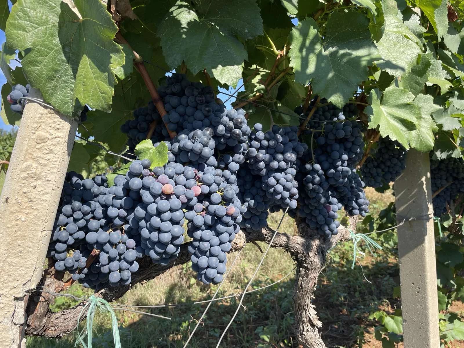 Agroherc d.o.o. Čapljina