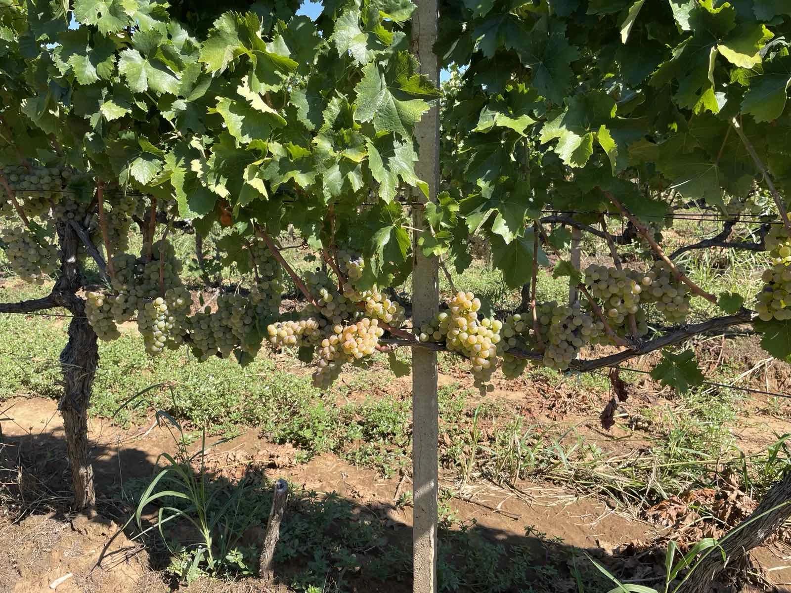 Agroherc d.o.o. Čapljina