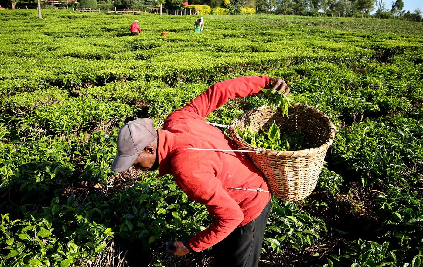 Berba čaja u Keniji