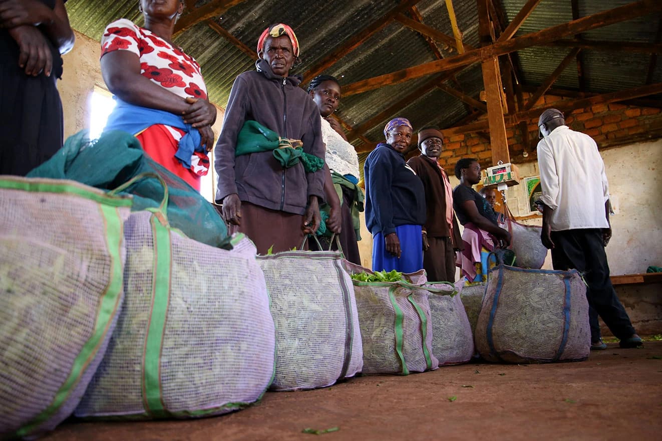 Berba čaja u Keniji