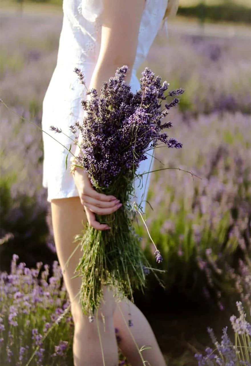 Lavanda, poznato je, ublažava umor i pomaže vratiti snagu