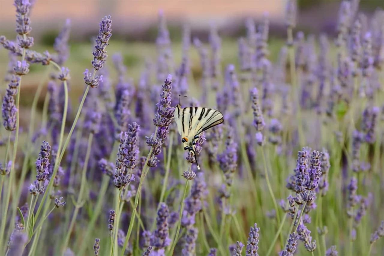 Na svom imanju obitelj Talić broji 2000 sadnica Lavande
