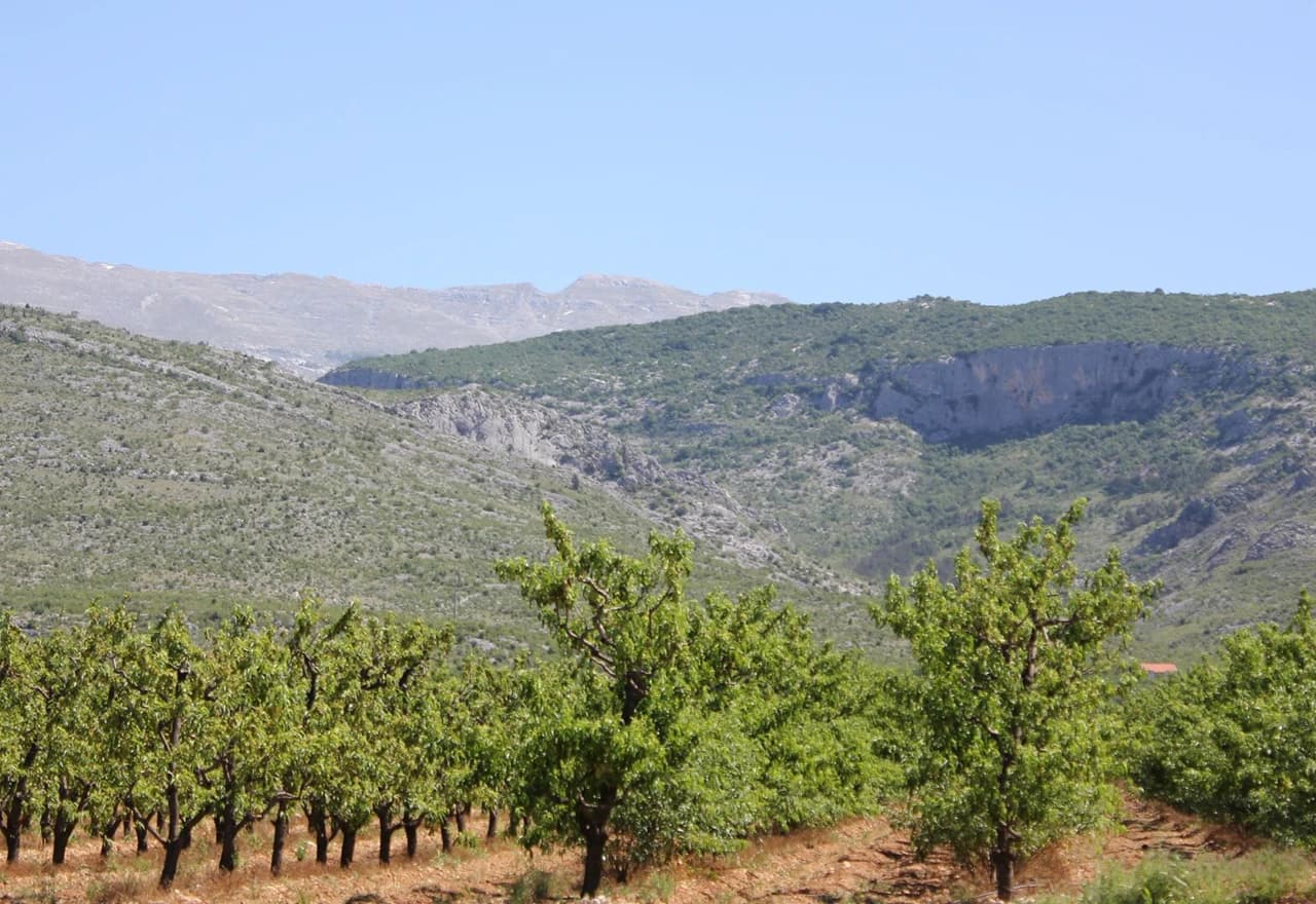 Dan mediteranskog voća