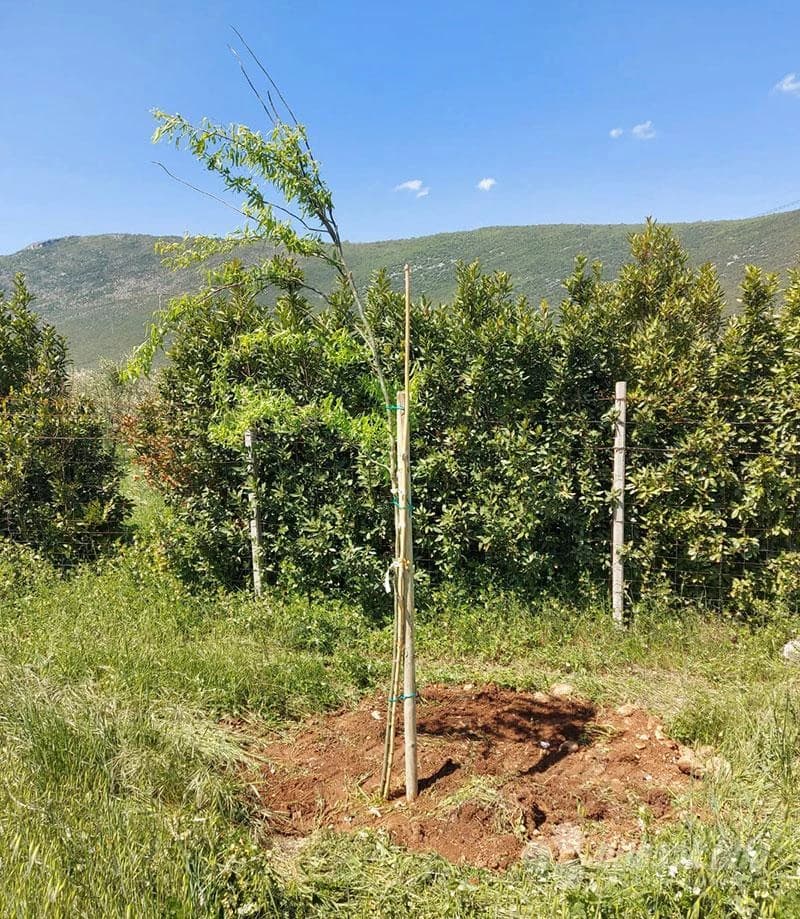 Bijelo Polje kraj Mostara od danas je bogatije za 90 sadnica. 