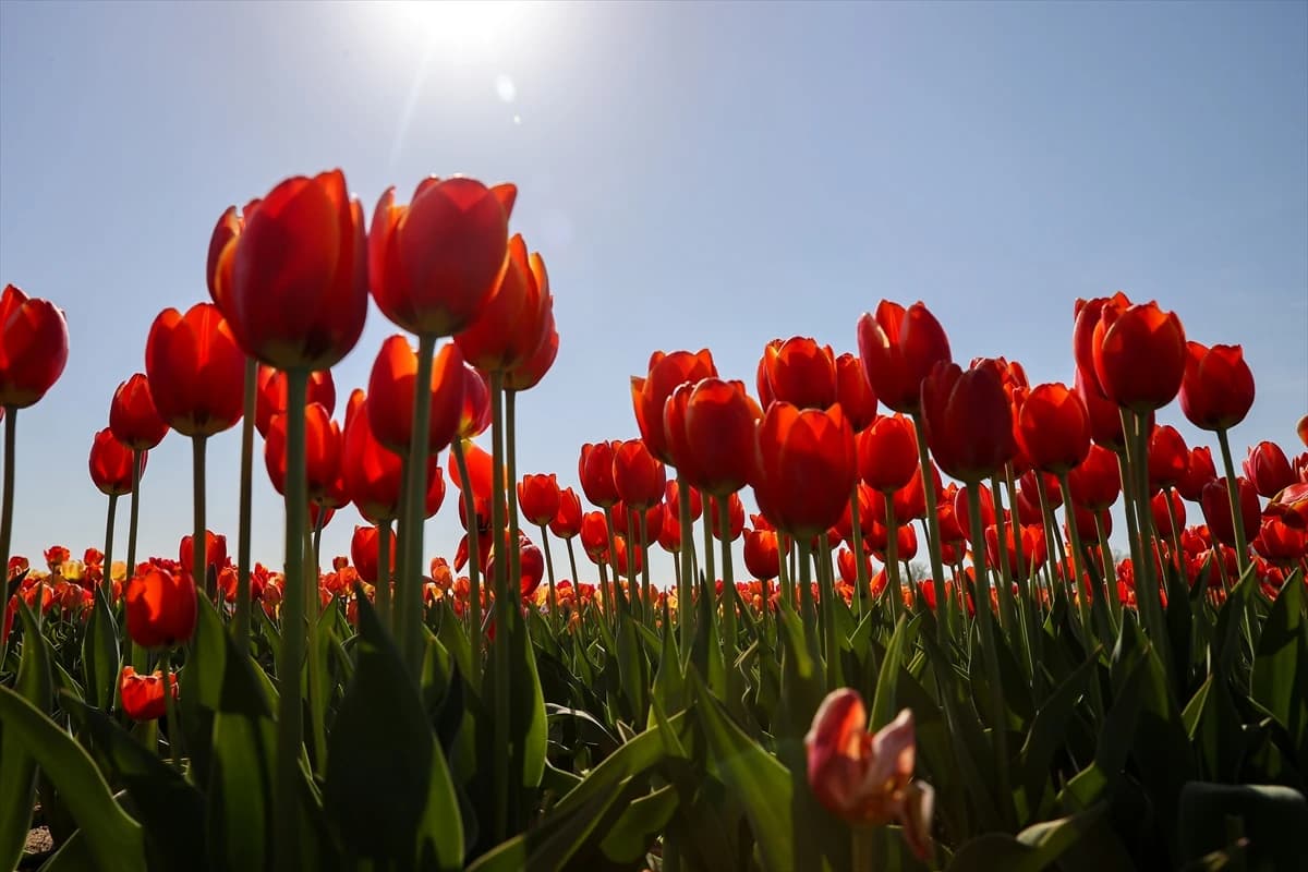 Stotine posjetitelja na poljima tulipana