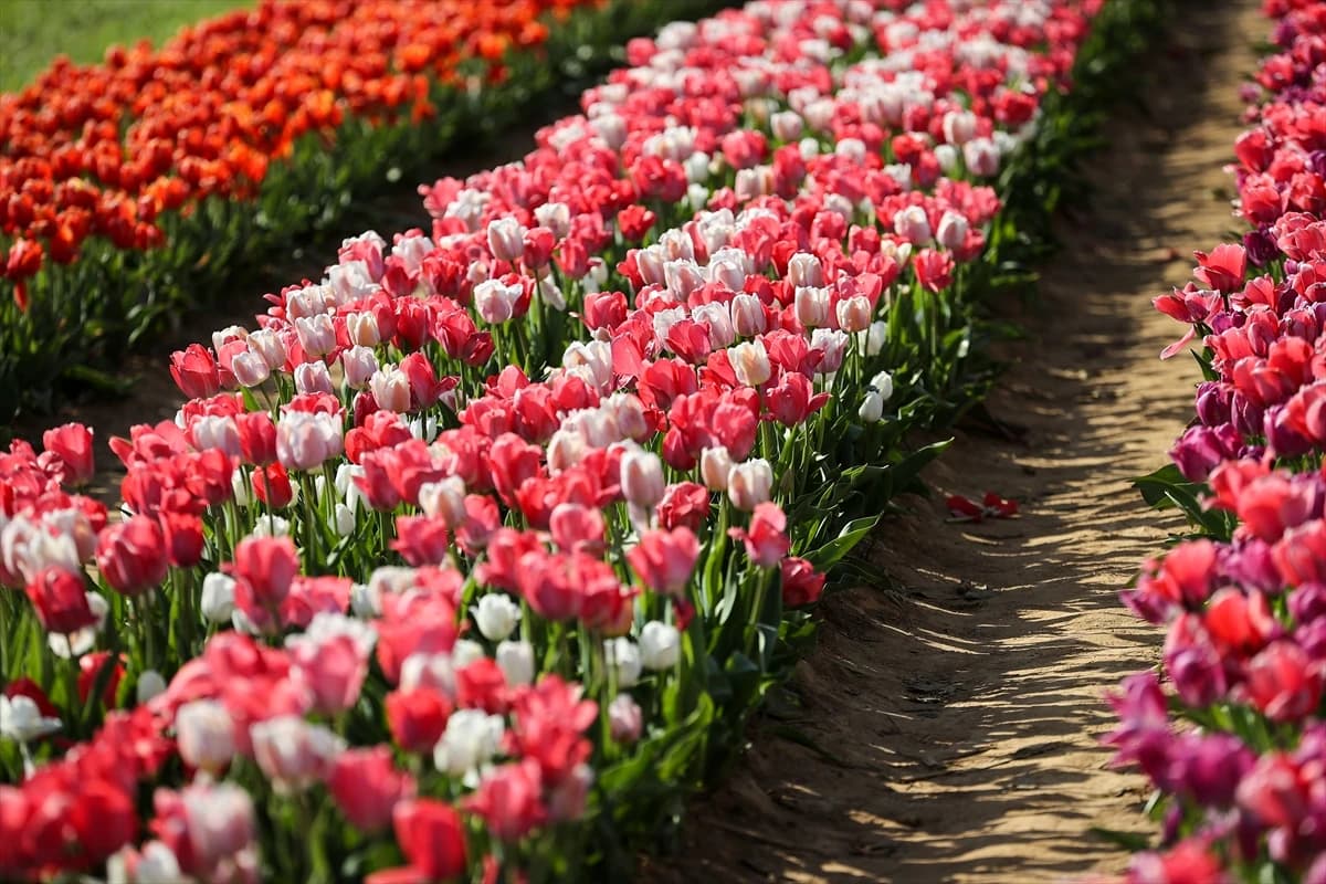 Stotine posjetitelja na poljima tulipana