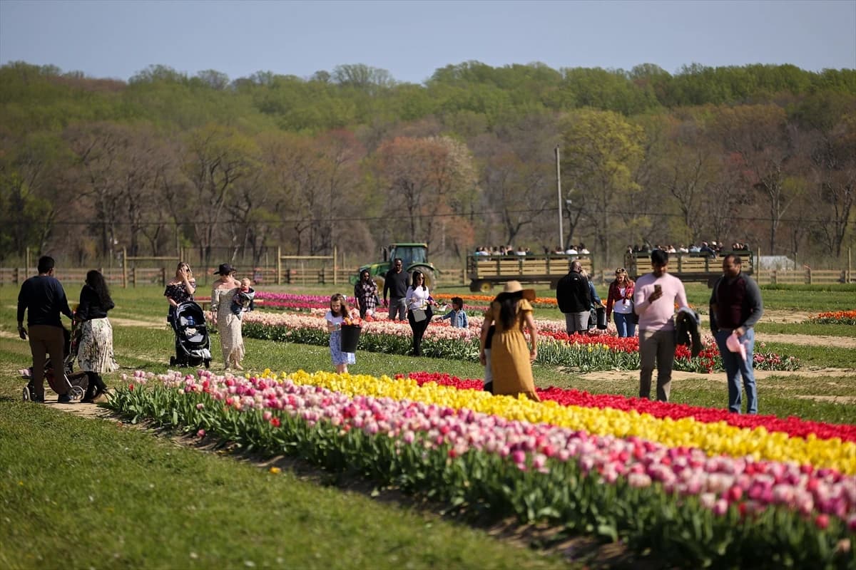 Stotine posjetitelja na poljima tulipana