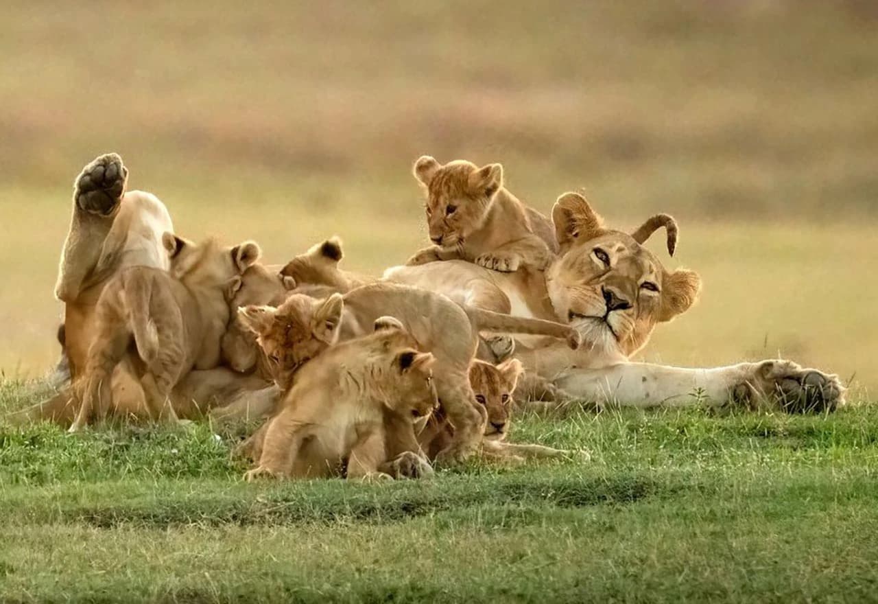 Igra lavice s mladuncima