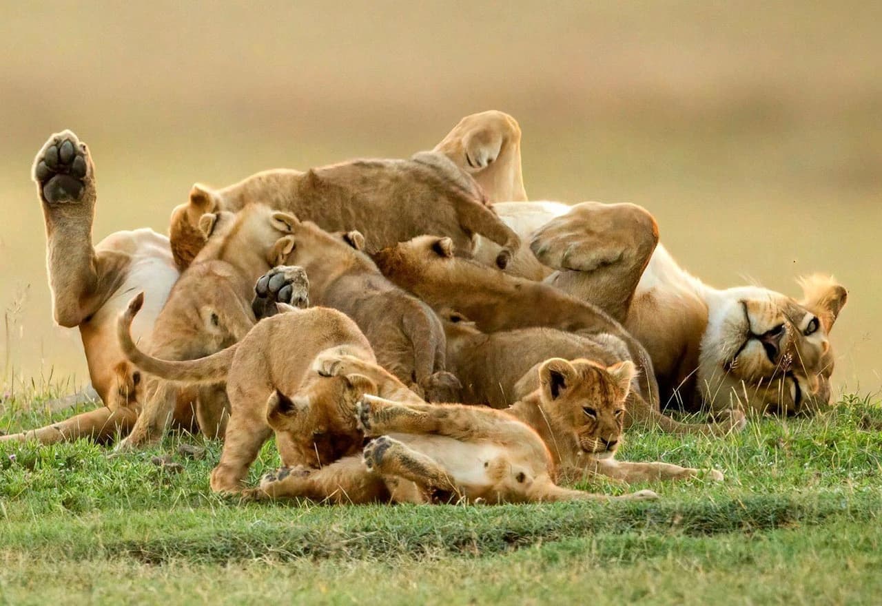 Igra lavice s mladuncima