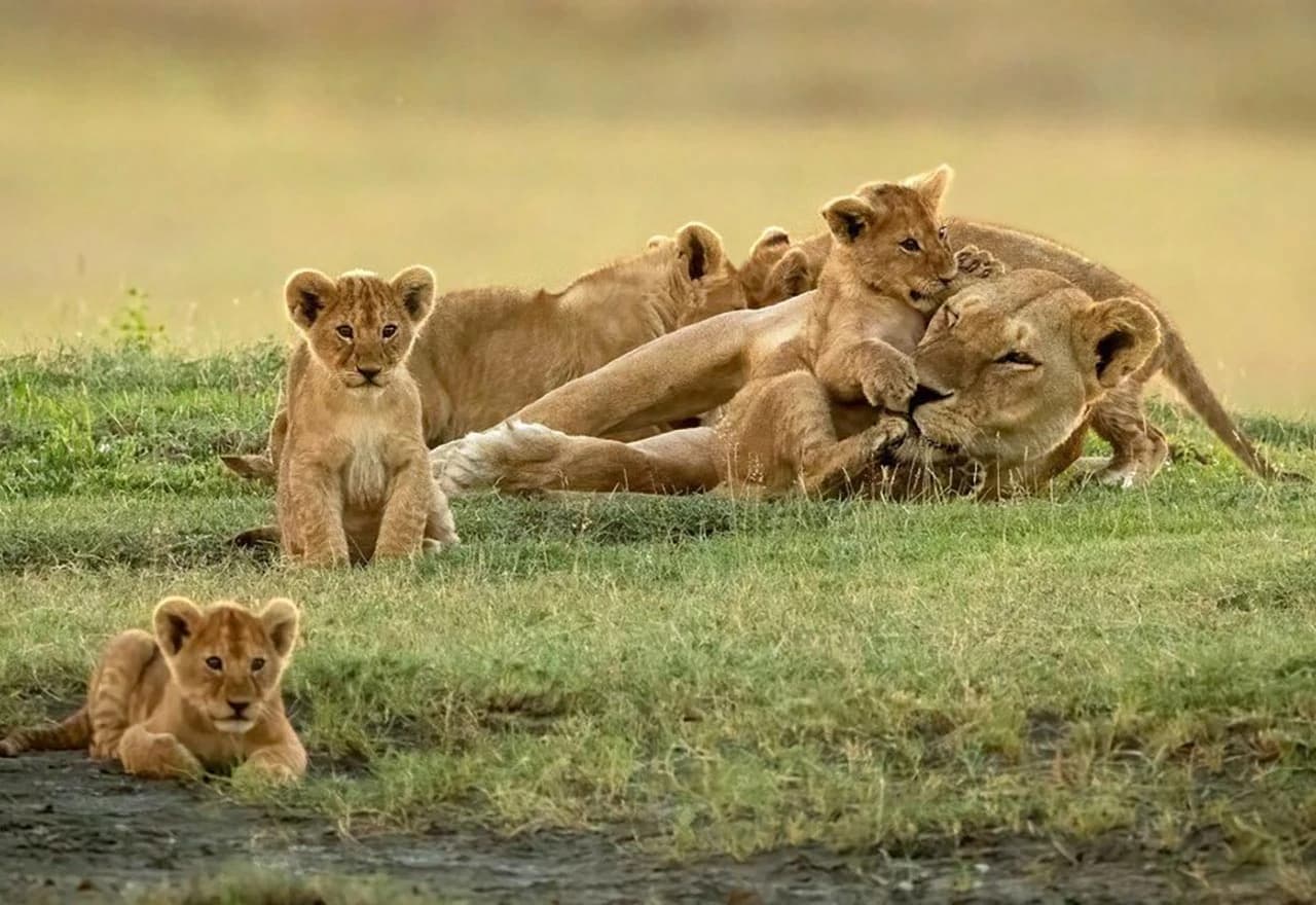 Igra lavice s mladuncima