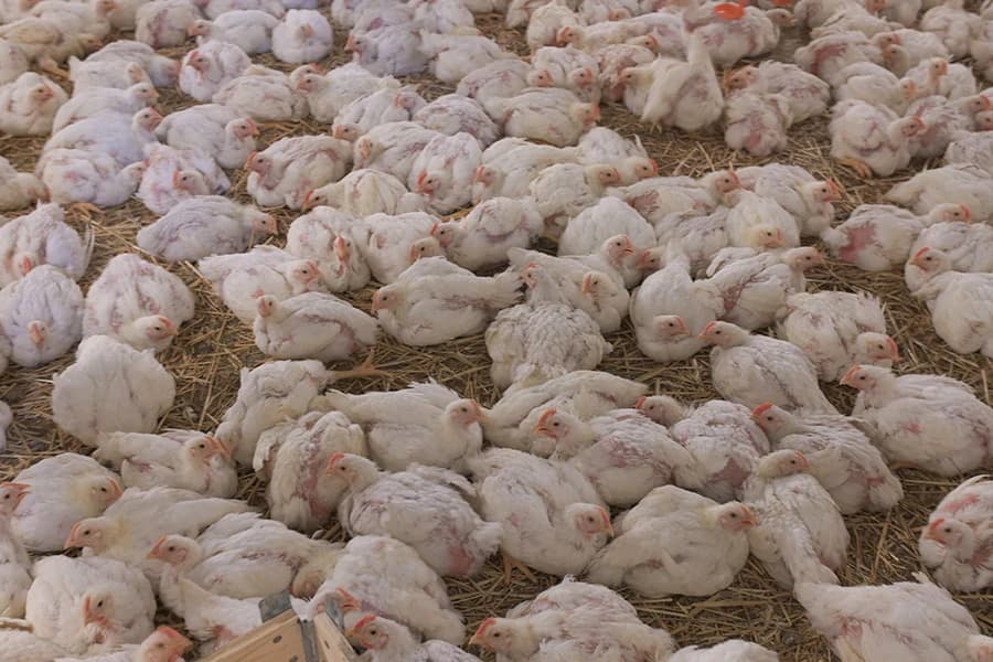 Kompanija Bingo otvorila je novu farmu pilića u Vukovijama