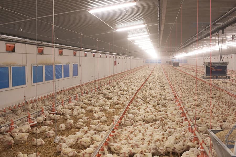 Kompanija Bingo otvorila je novu farmu pilića u Vukovijama