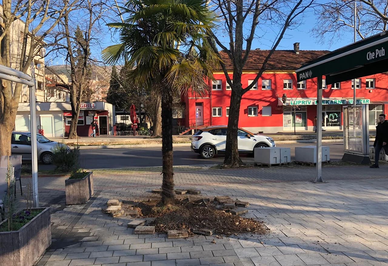 Pokušali iščupati i prodati palmu s javne površine