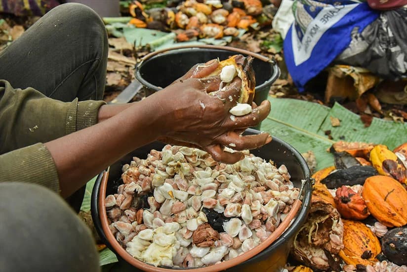 Berba kakaa u Kamerunu