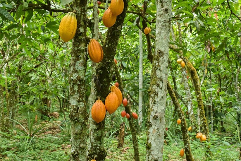Berba kakaa u Kamerunu