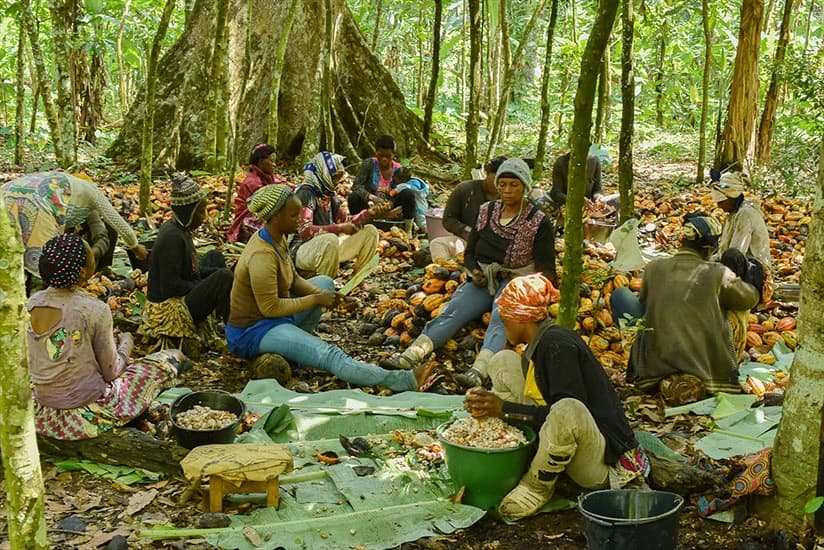 Berba kakaa u Kamerunu