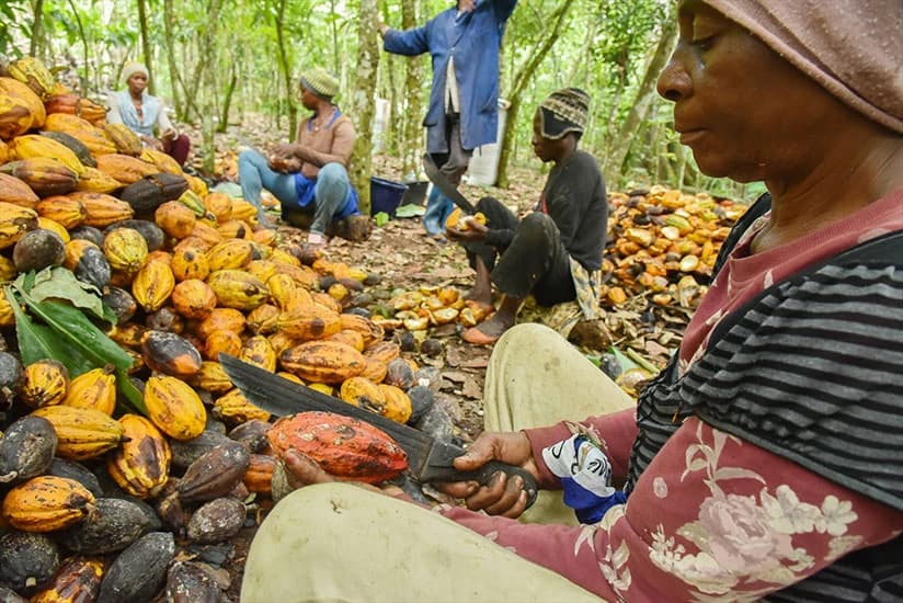 Berba kakaa u Kamerunu