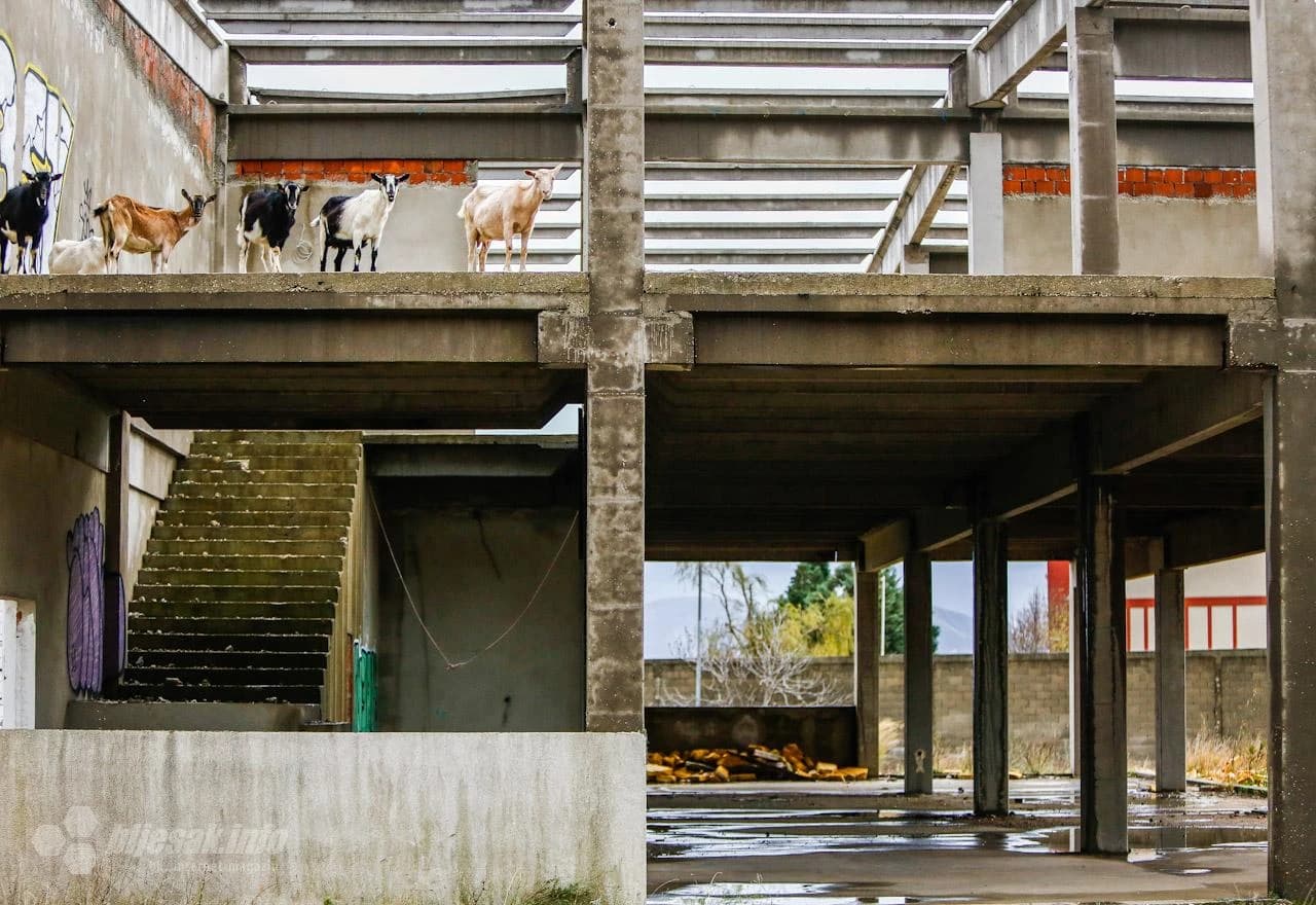 Koza Nostra na Bišću polju