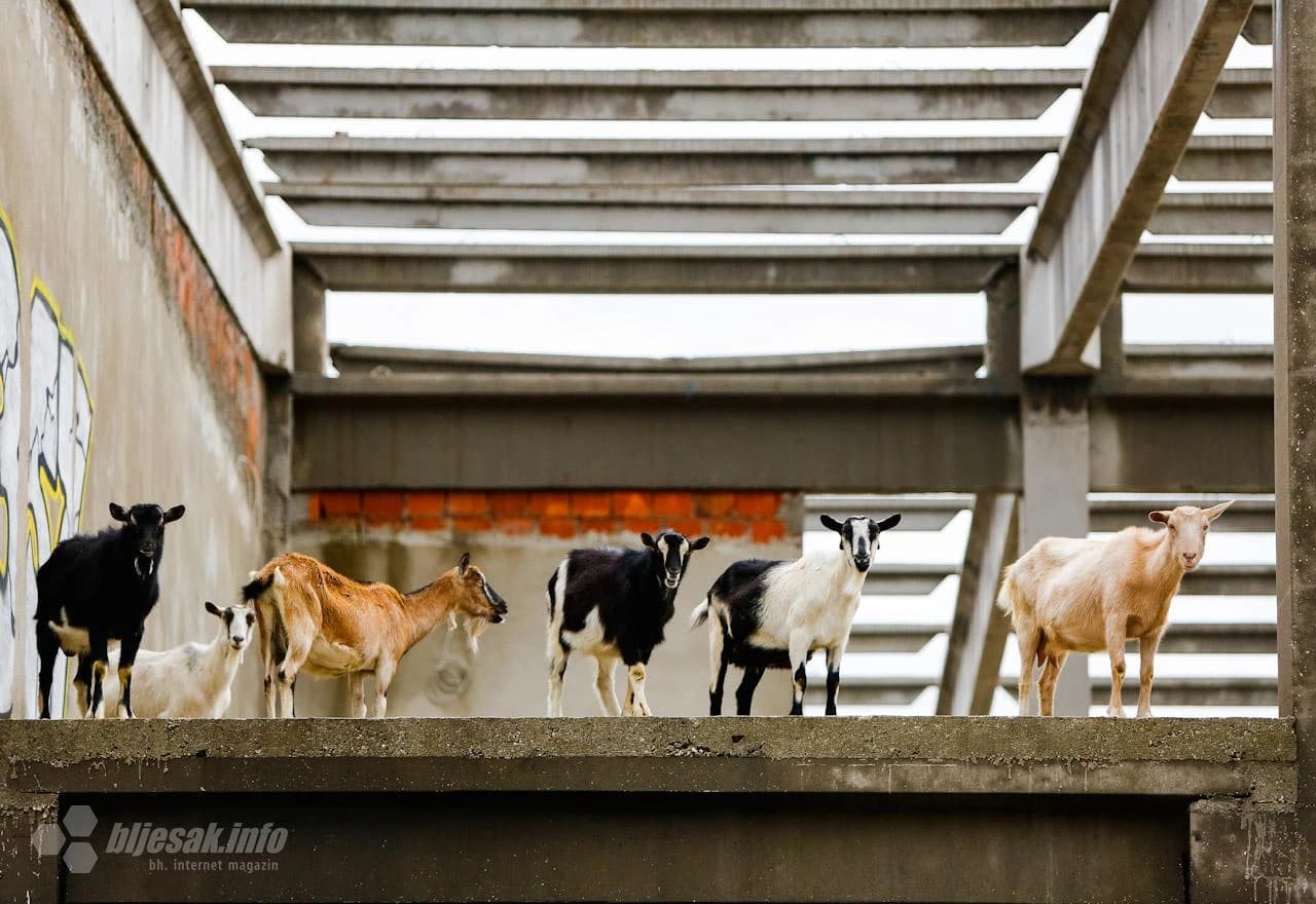 Koza Nostra na Bišću polju