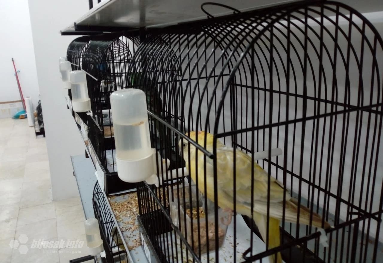 Šarenilo perja 'okupiralo' Kosaču 