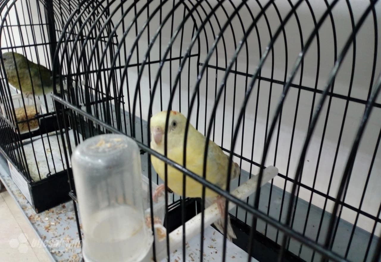 Šarenilo perja 'okupiralo' Kosaču 