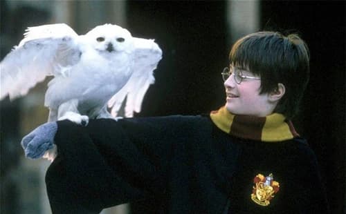 harry potter