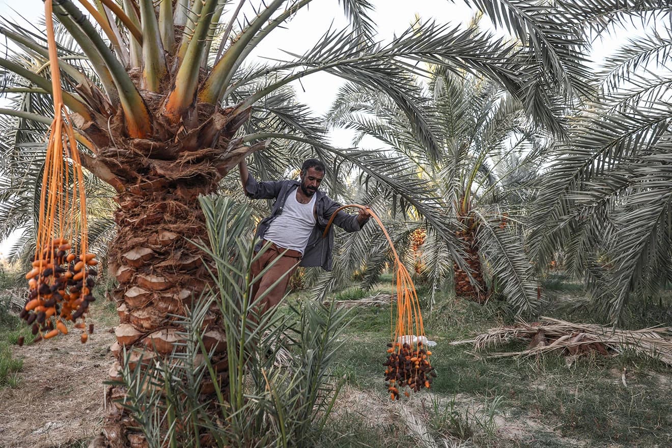 Egipatski zemljoradnici u okrugu al-Wahat al-Bahriya beru hurme