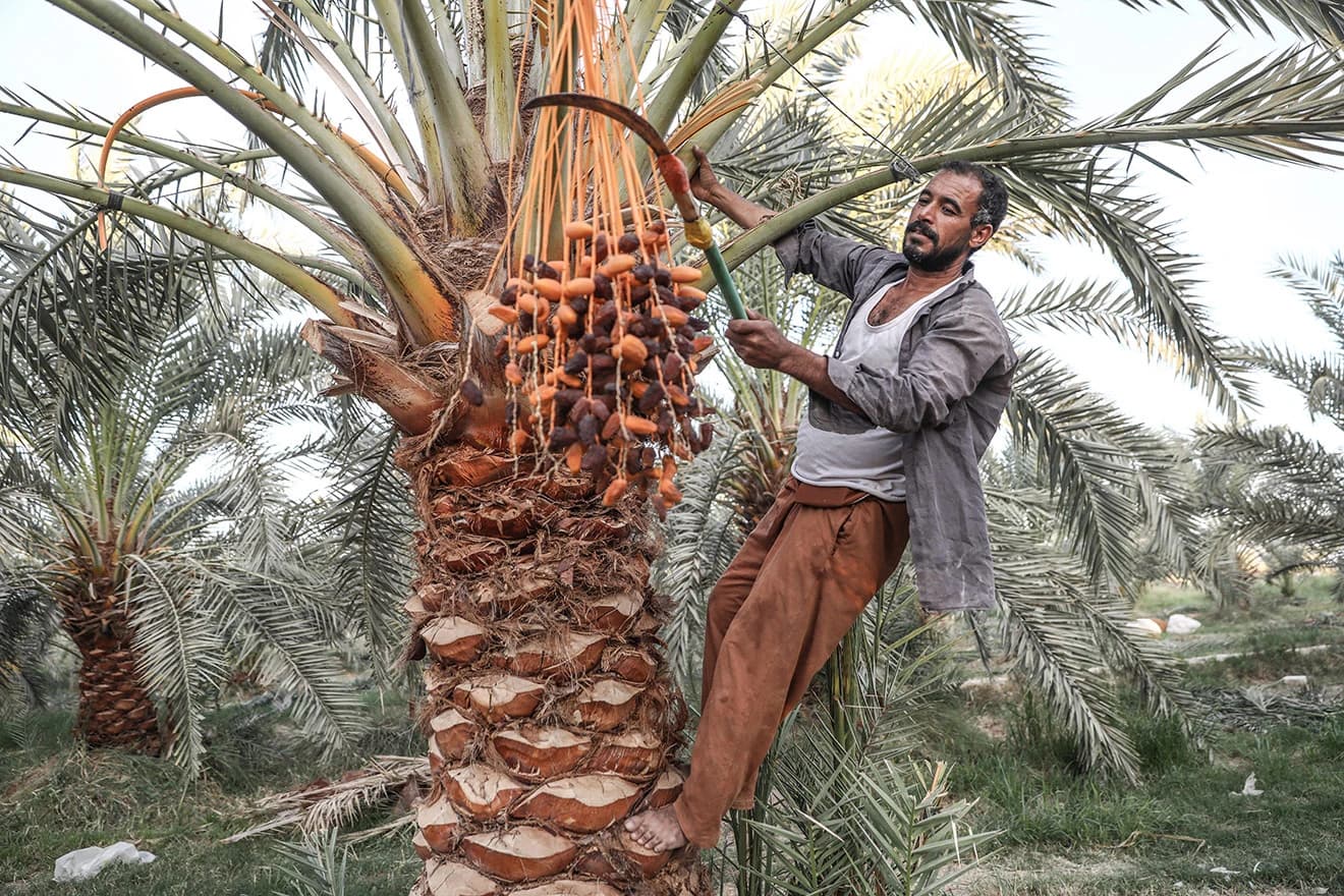 Egipatski zemljoradnici u okrugu al-Wahat al-Bahriya beru hurme