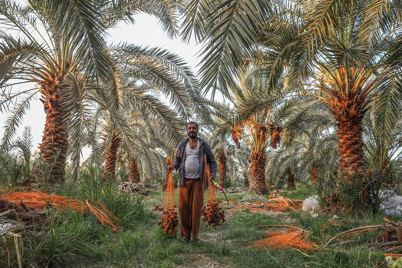 Egipatski zemljoradnici u okrugu al-Wahat al-Bahriya beru hurme