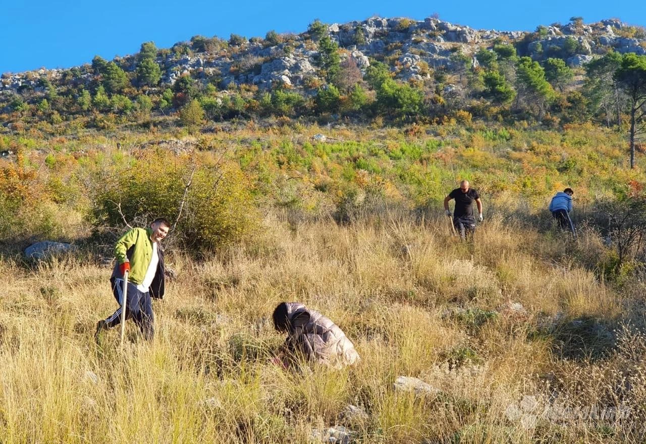 Akcija pošumljavanja u Čapljini