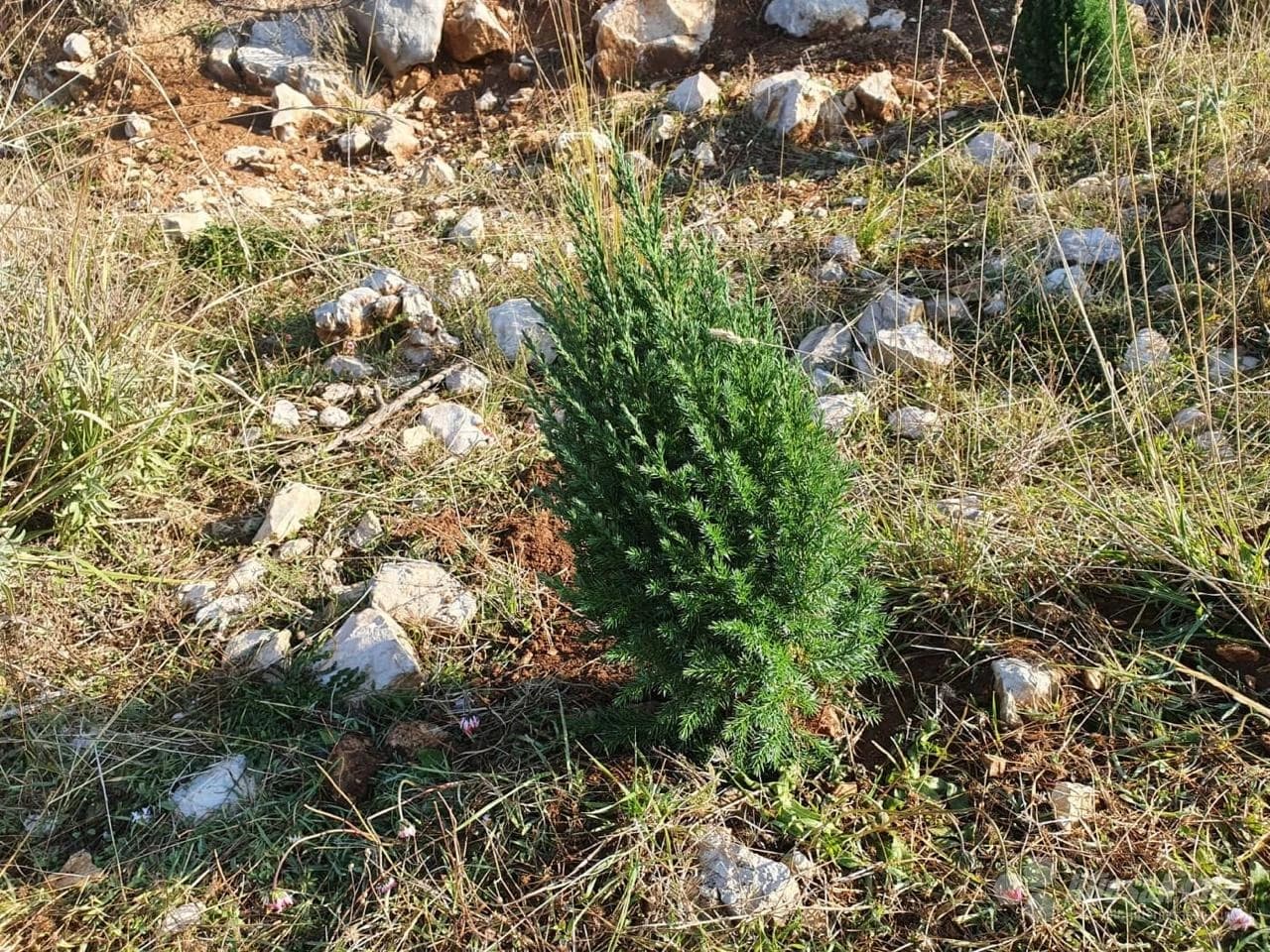 Akcija pošumljavanja u Čapljini