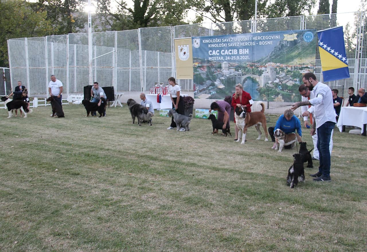 Mostar domaćin međunarodne izložbe pasa