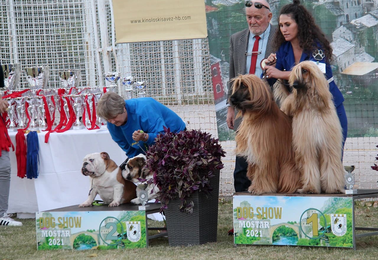 Mostar domaćin međunarodne izložbe pasa