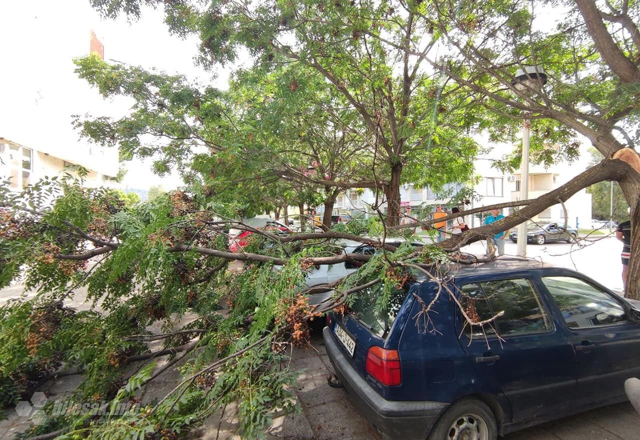 Stablo palo na parkirane automobile 