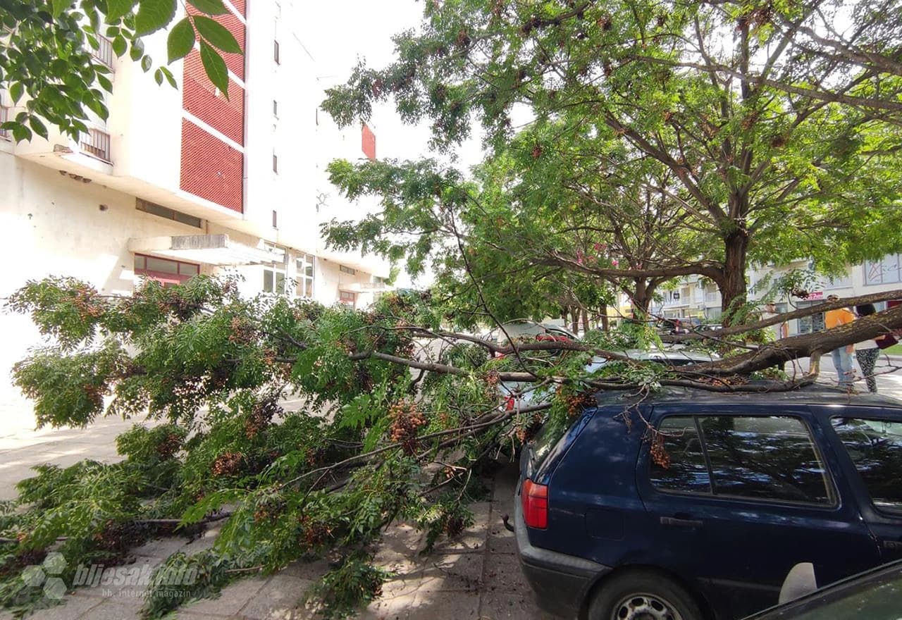 Stablo palo na parkirane automobile 