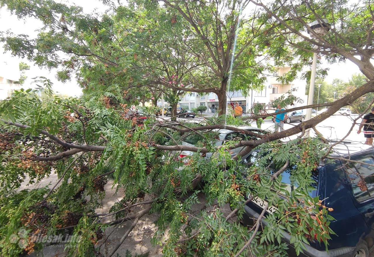 Stablo palo na parkirane automobile 