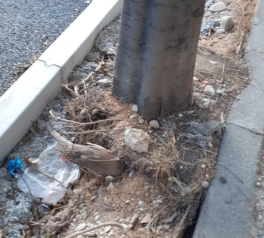 Većina drveća patit će u ovim uvjetima