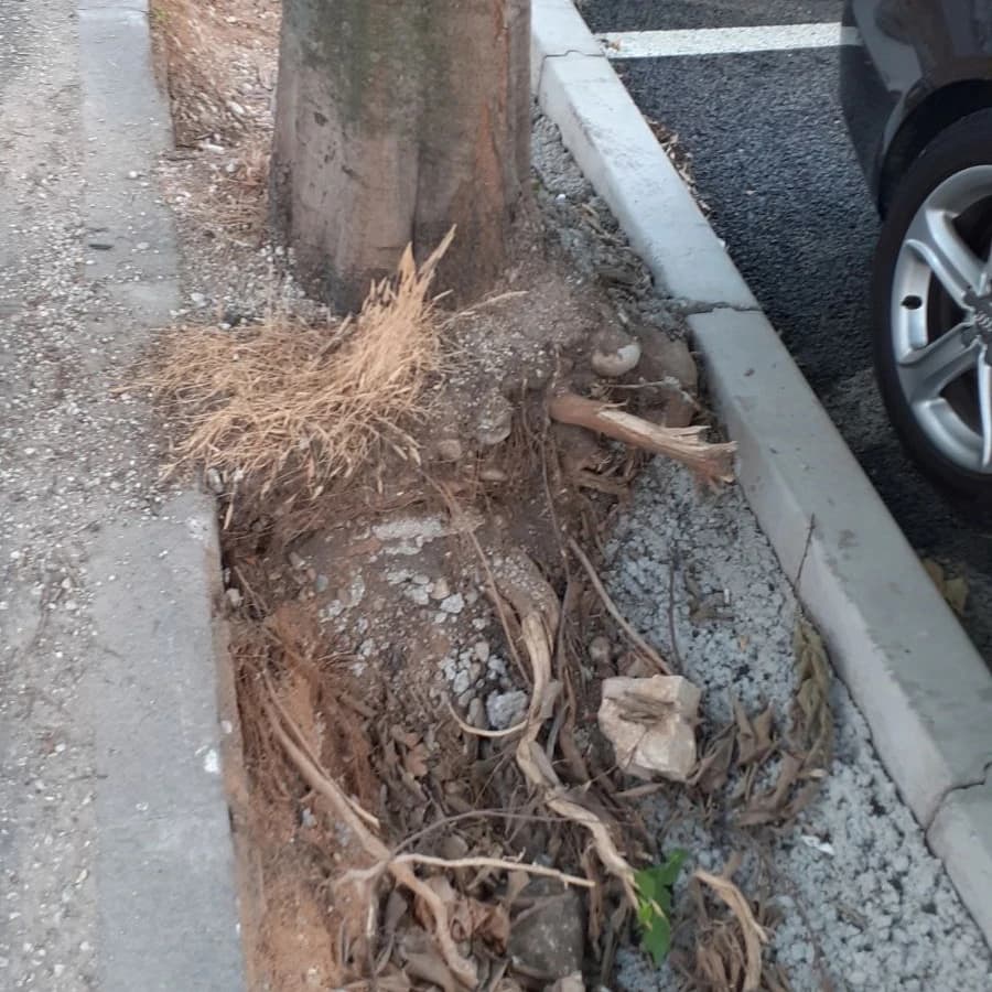 Većina drveća patit će u ovim uvjetima