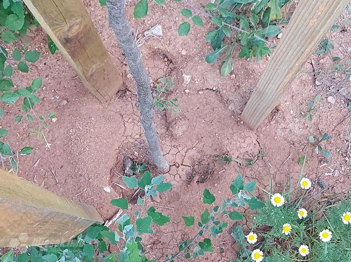 Vrućine ubijaju lipe