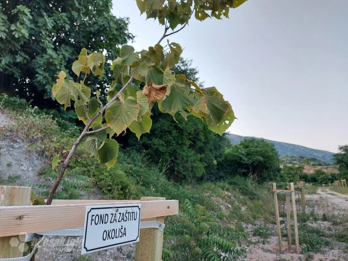 Vrućine ubijaju lipe