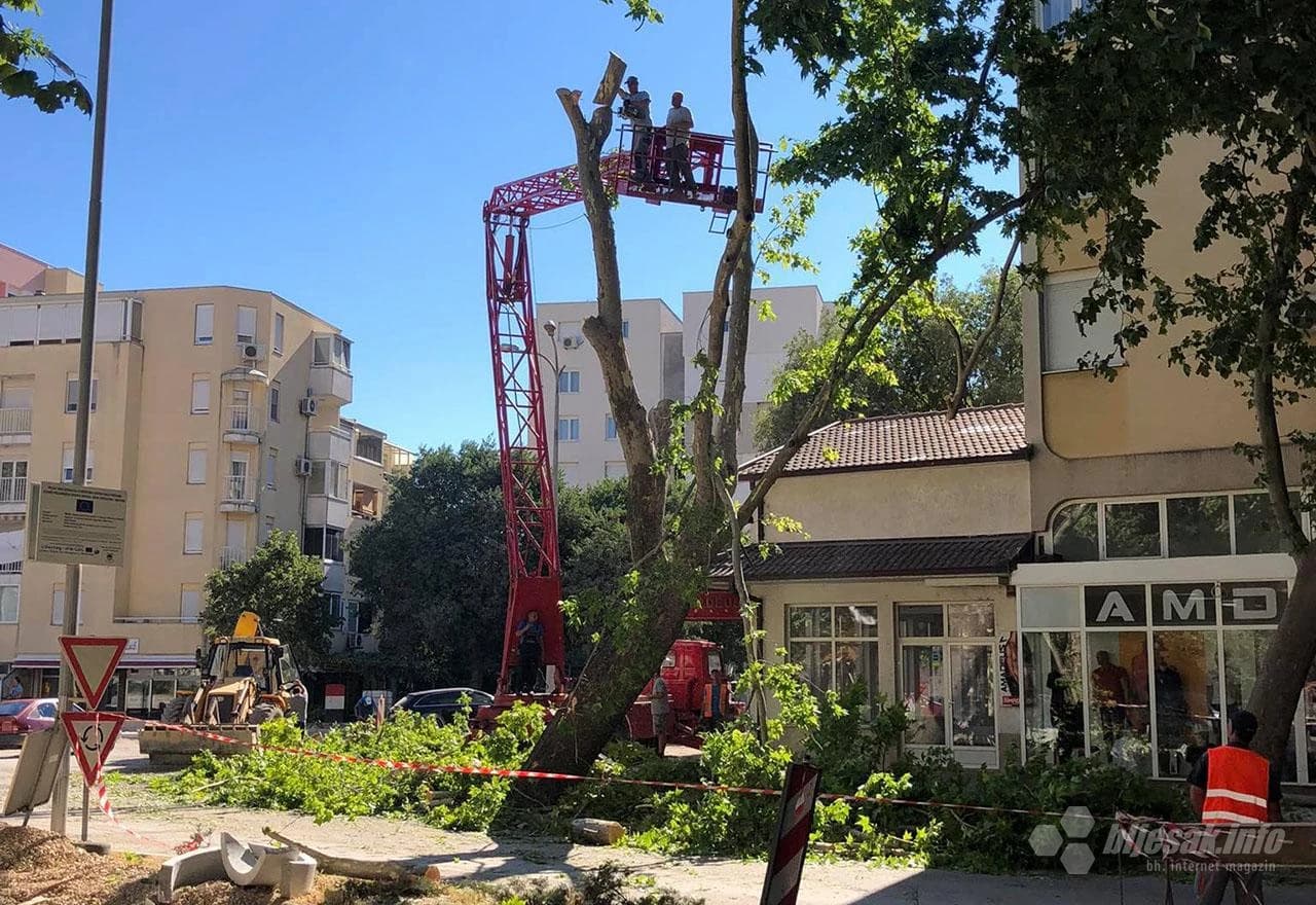 Još jedno stablo na krivom mjestu u krivo vrijeme