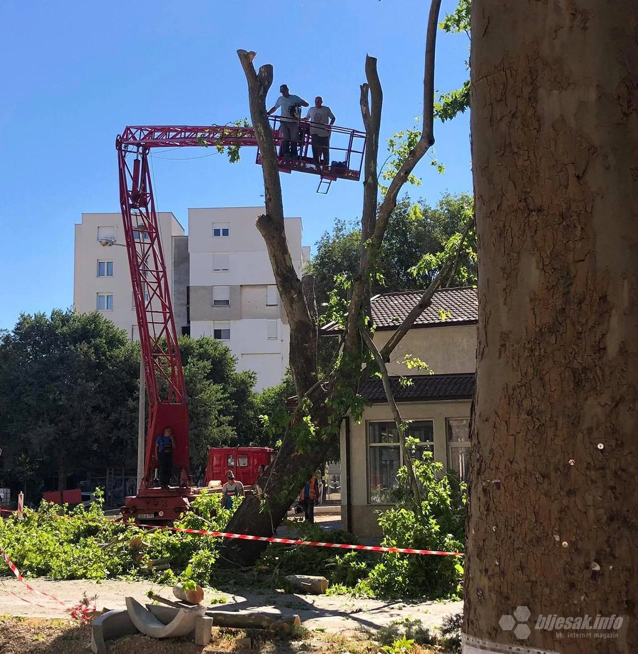 Još jedno stablo na krivom mjestu u krivo vrijeme