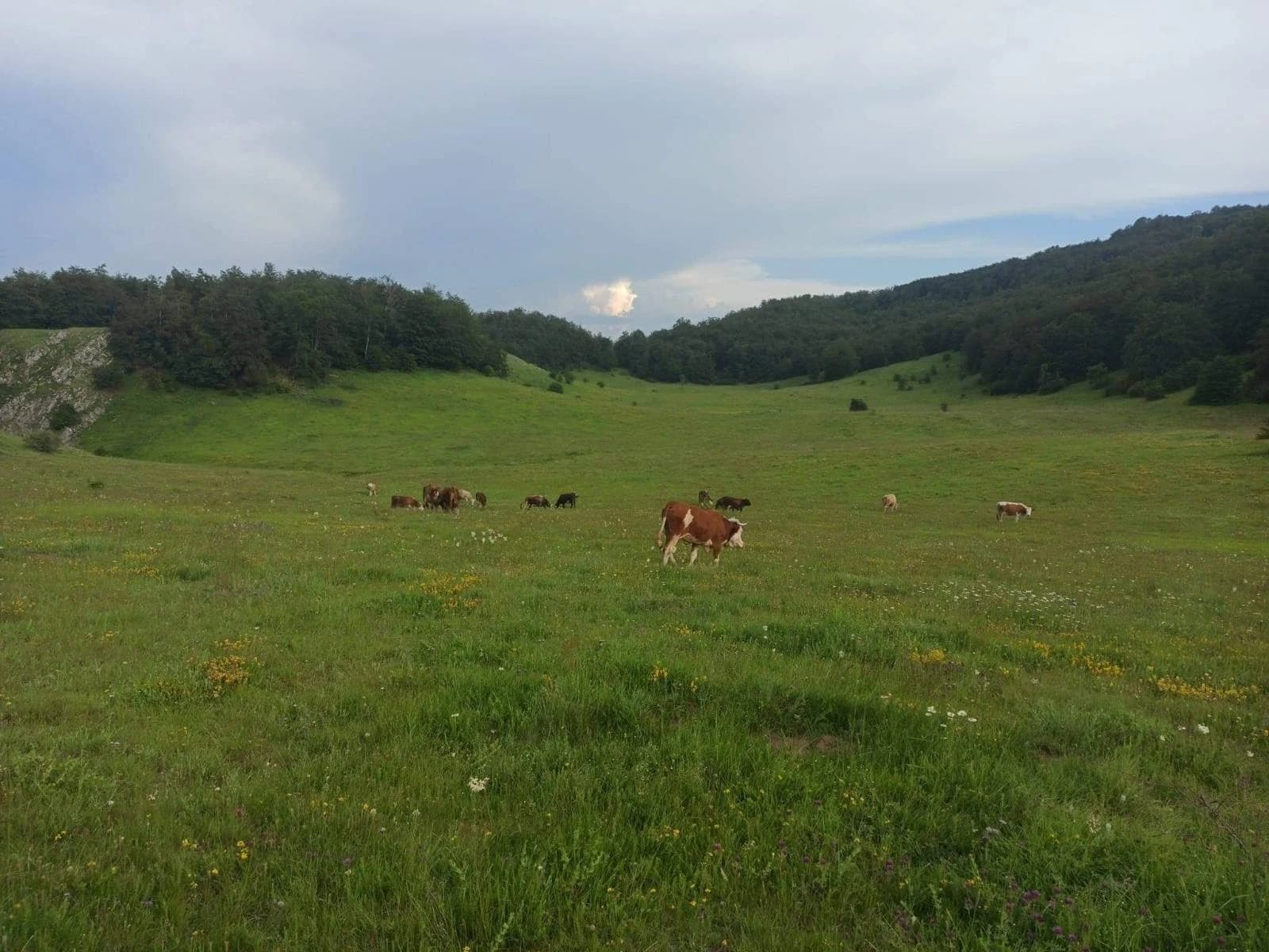 Irma ima oko 20-tak krava