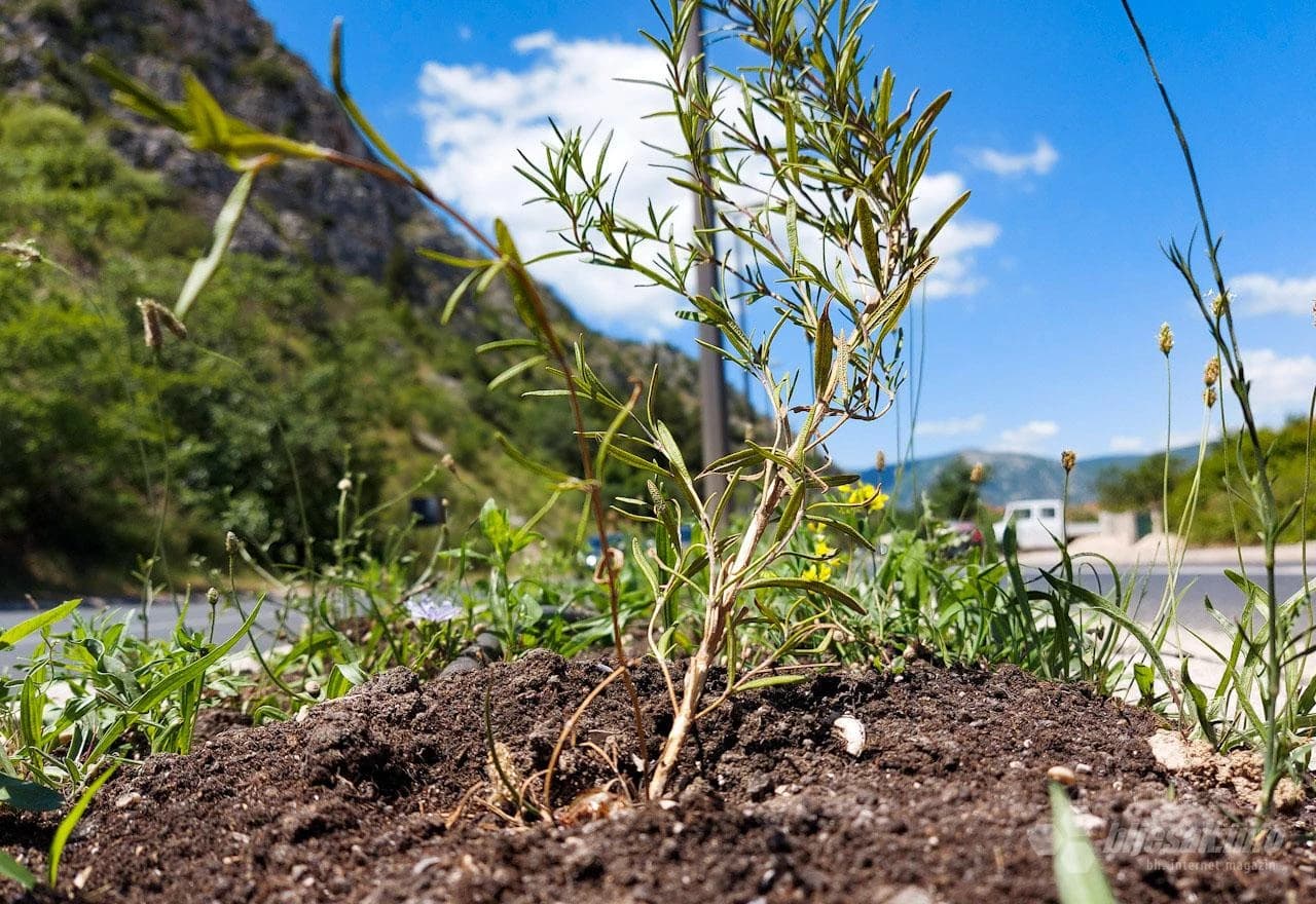 Sadnica od 8, 86 KM?!