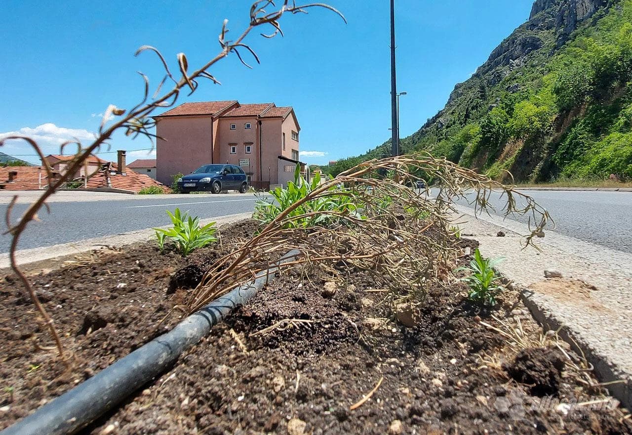 Samo nek' se zeleni...